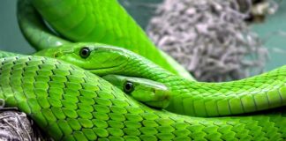 Czy warto kupić Woom?