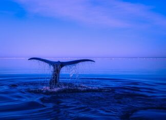 Jakie płetwy na początek?