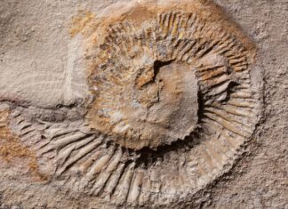 Czy warto kupić Deeper?