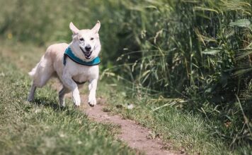Jak biegać żeby się nie męczyć?