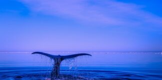 Czy płetwy ułatwiają pływanie?