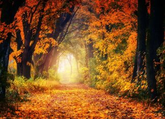 Czym charakteryzuje się rower dirt?