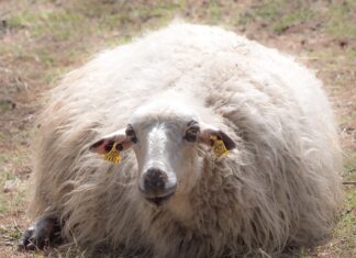 Jaka bielizna z merino?