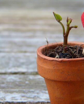 Jak rozciągnąć buty za pomocą ziemniaka?